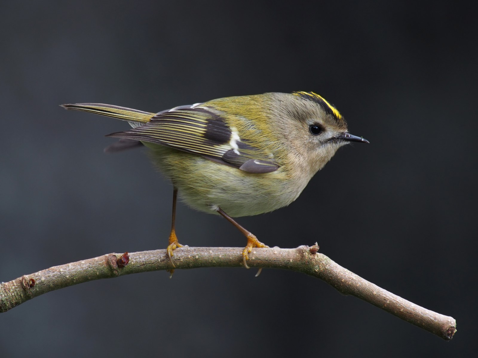 Faune des jardins : Le roitelet huppé