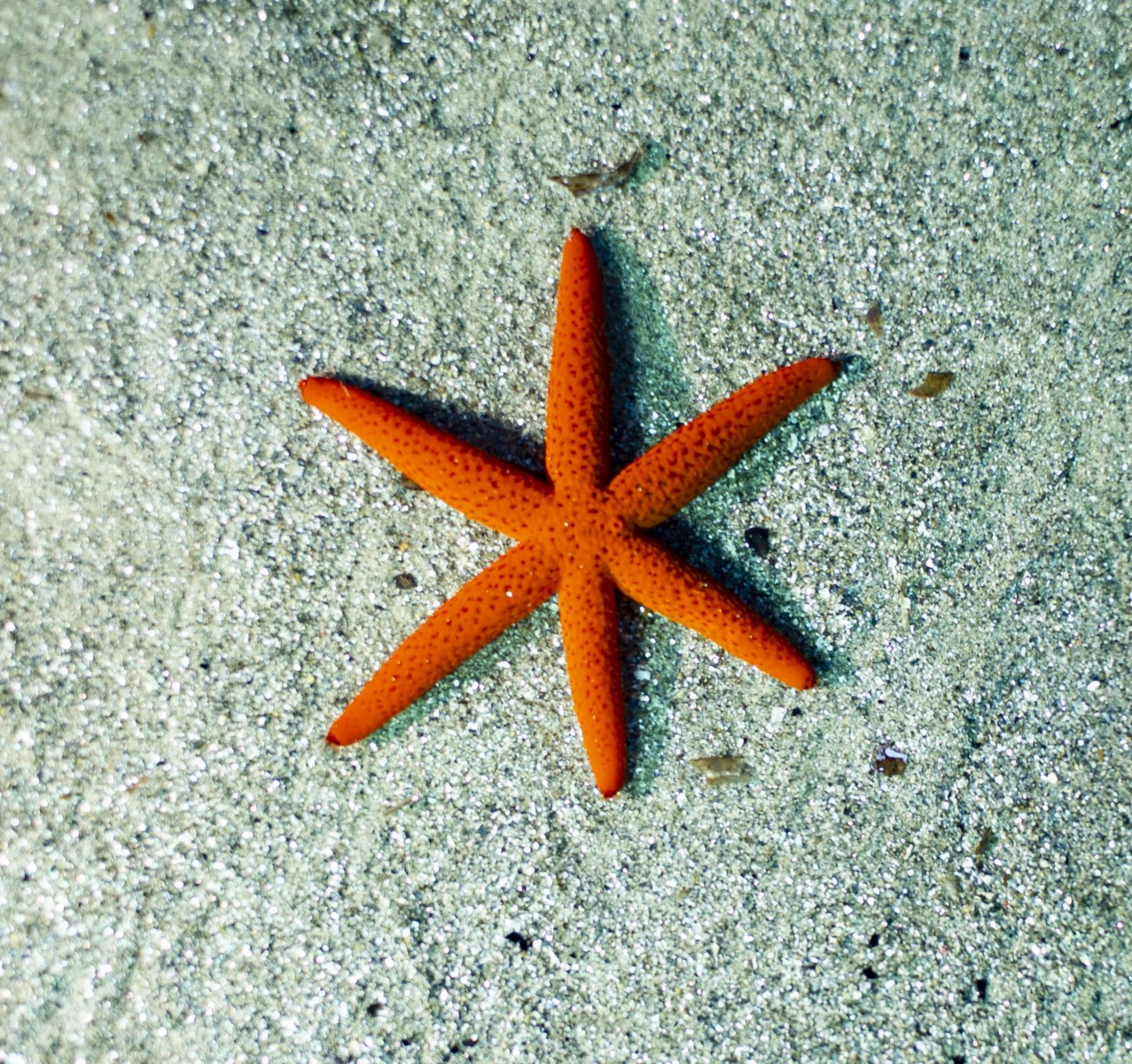 Chronique marine : Dans la famille des échinodermes, je voudrais… l’étoile de mer !