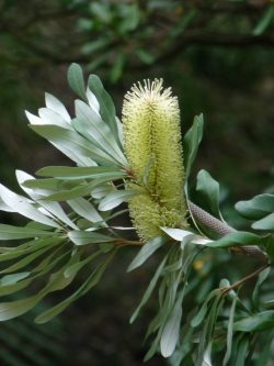 Banksia sp.