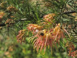 Grevillea sp.