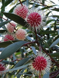 Hakea laurina