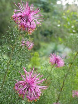 Isopogon sp.