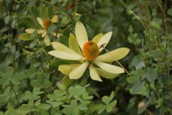 Leucadendron sp.