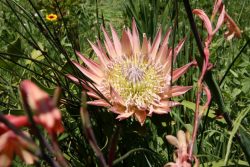 Protea cynaroides