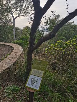 Sentier botanique