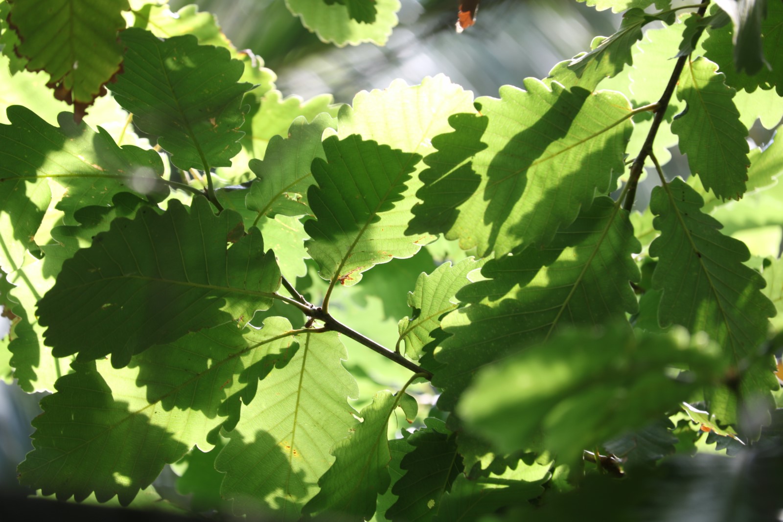 La plante du mois : Le Chêne des Canaries