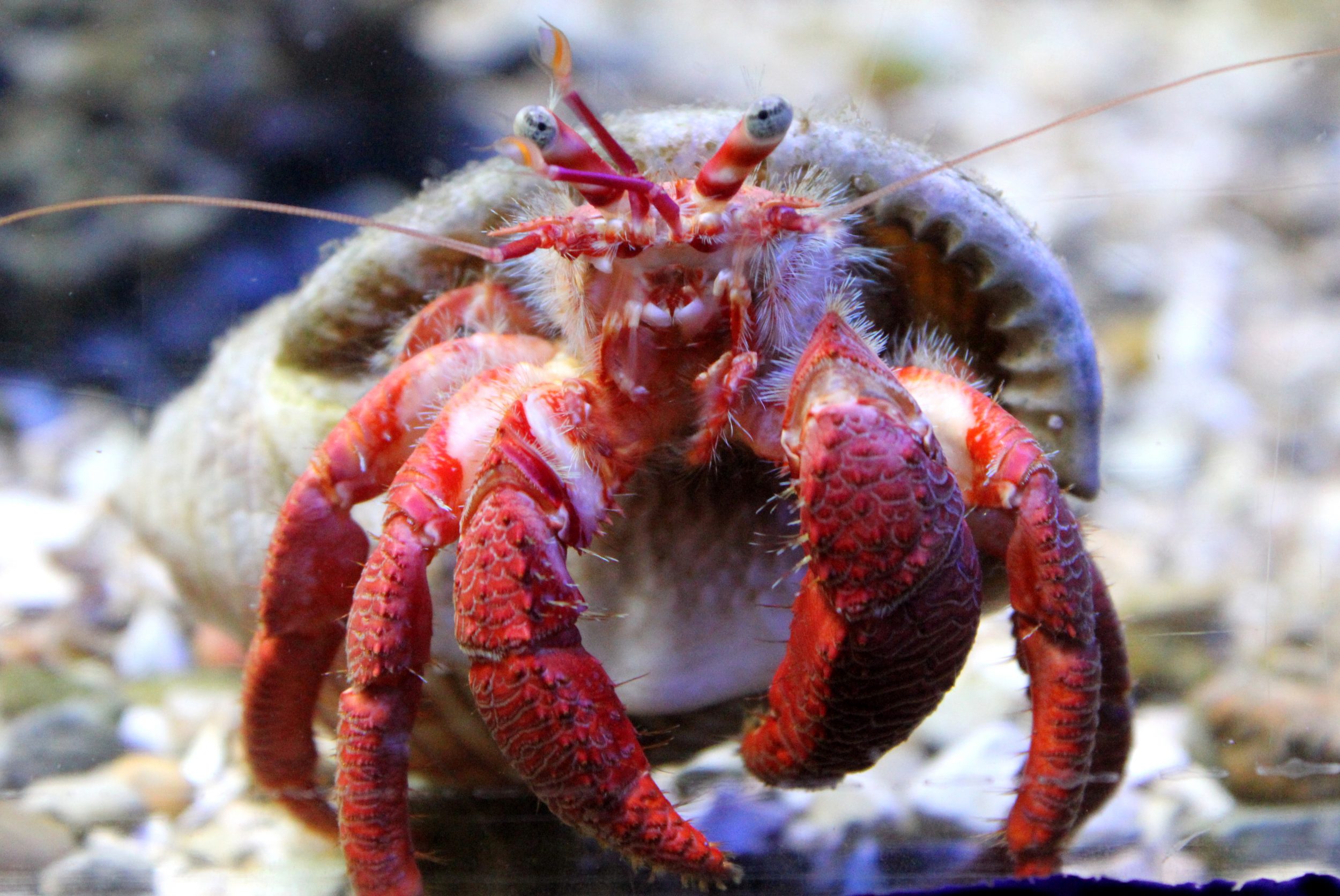 Pourquoi Les Bernard L hermite Ne Trouve Plus De Coquille Schéma Chronique marine : Bernard le kleptomane - Domaine du Rayol
