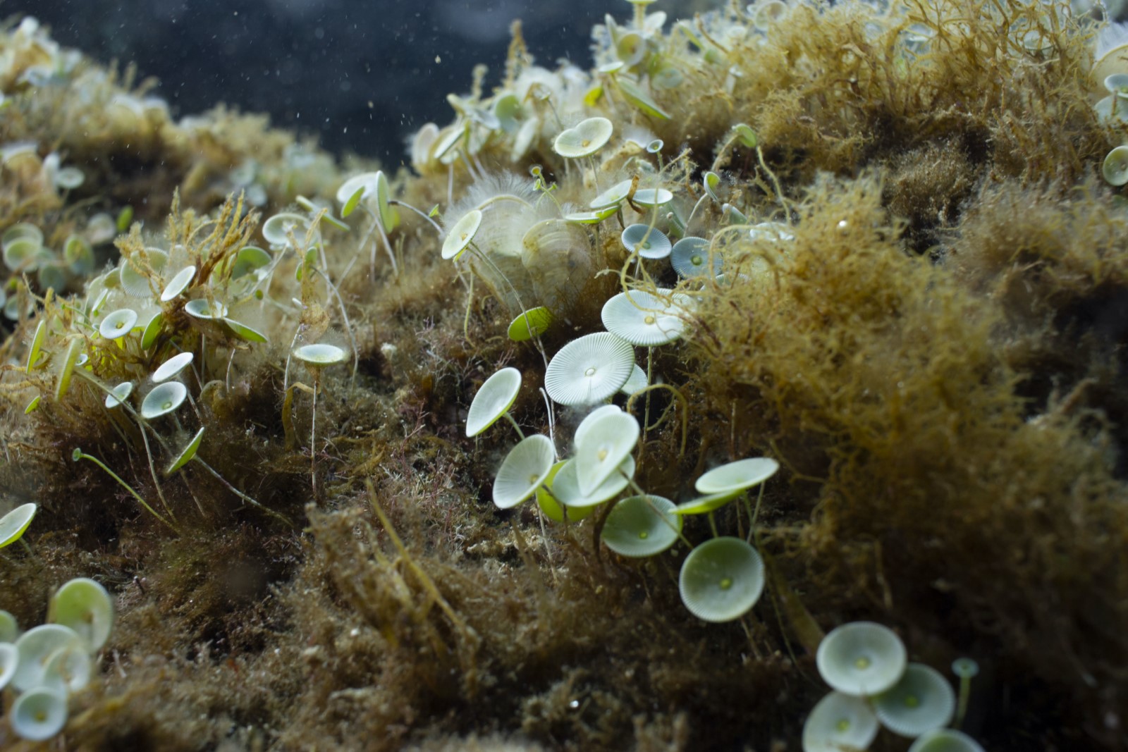 La plante du mois : Acétabulaire, Ombrelle de mer