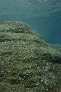 L’ombrelle de mer sur son substrat rocheux type
