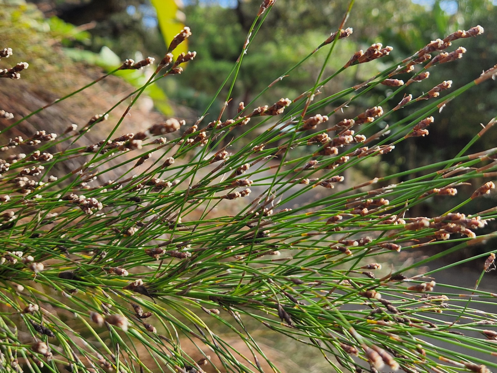 La plante du mois : Un “Roseau” d’Afrique du Sud