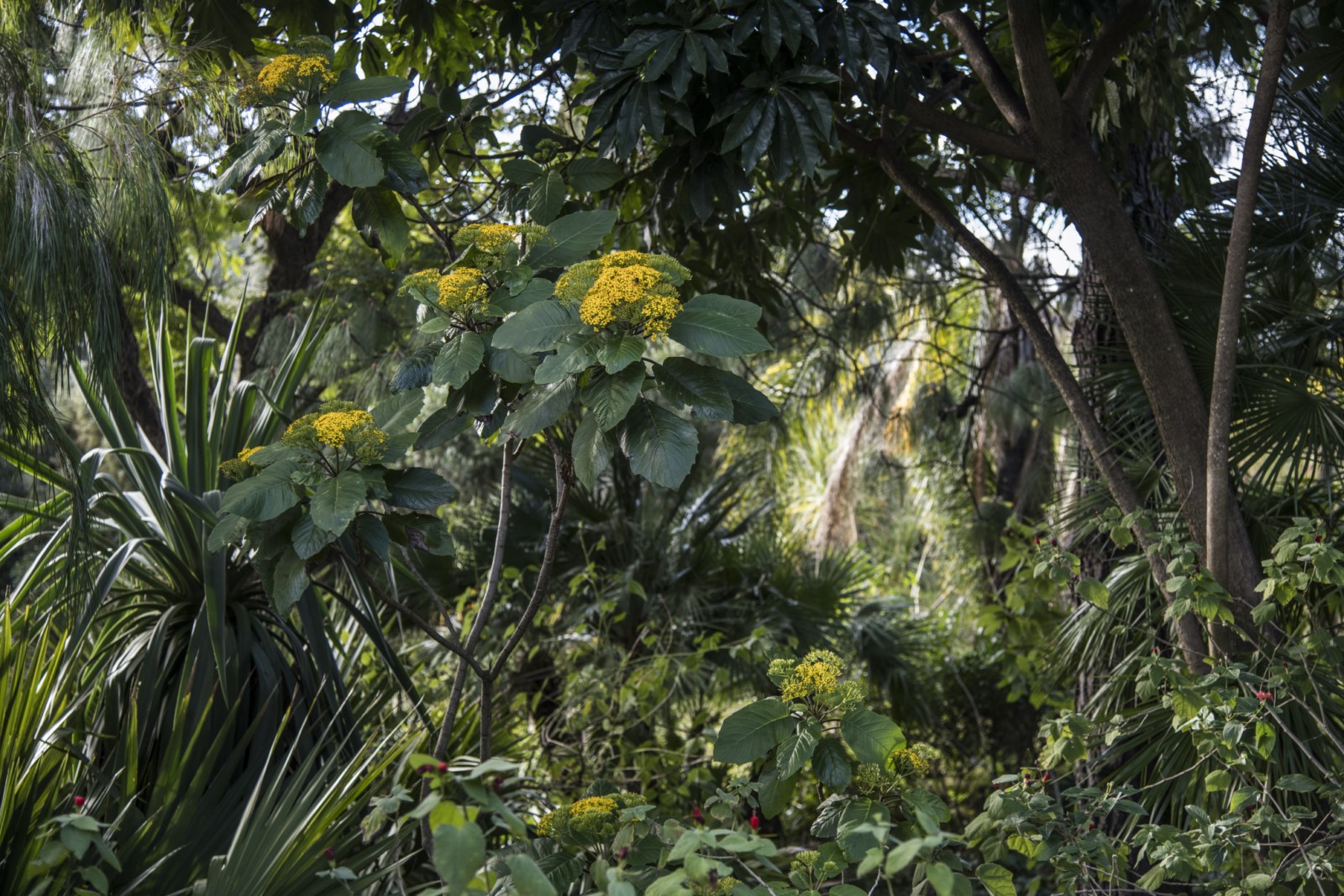 La plante du mois : Un « Séneçon » pas comme les autres