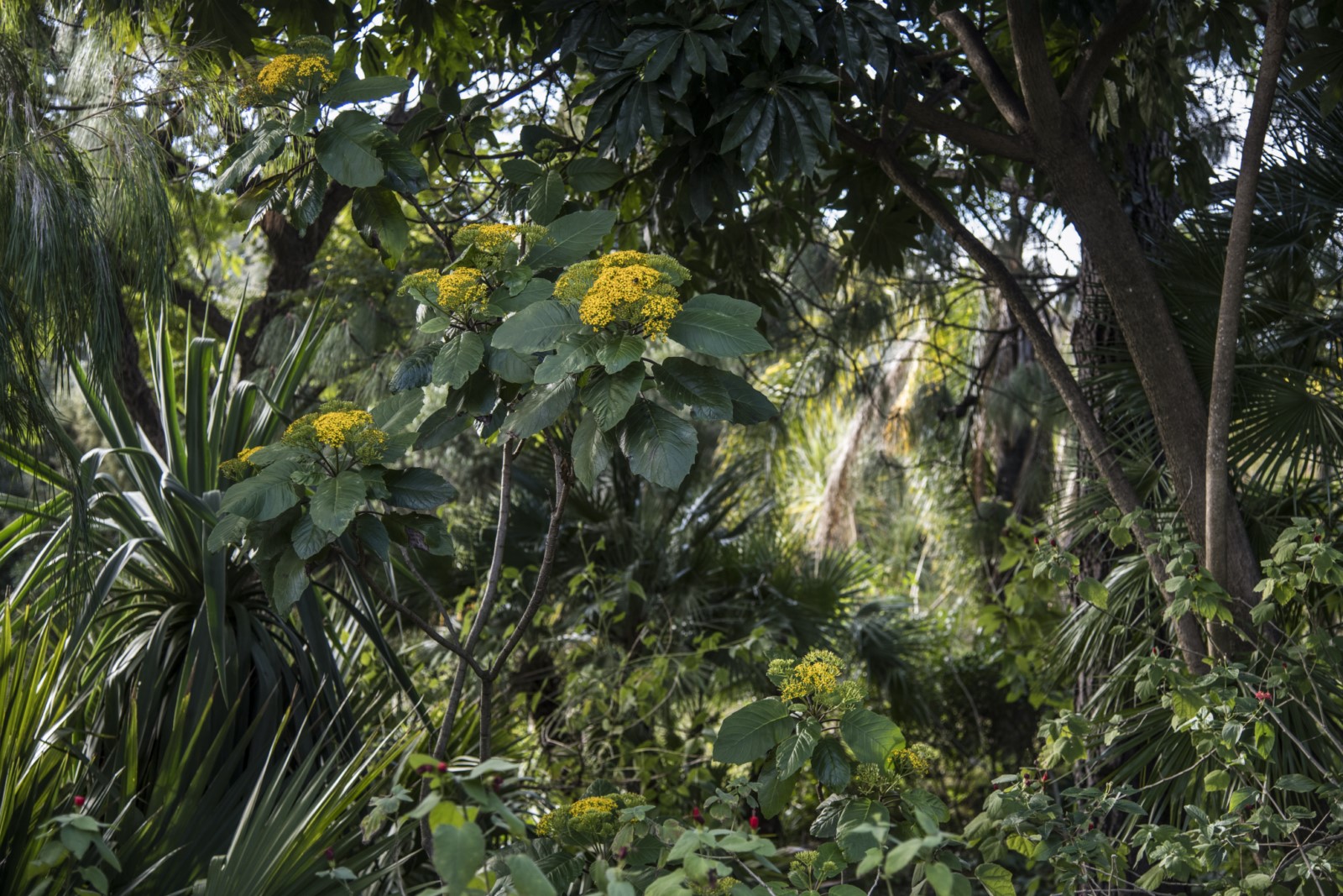 La plante du mois : Un “Séneçon” pas comme les autres