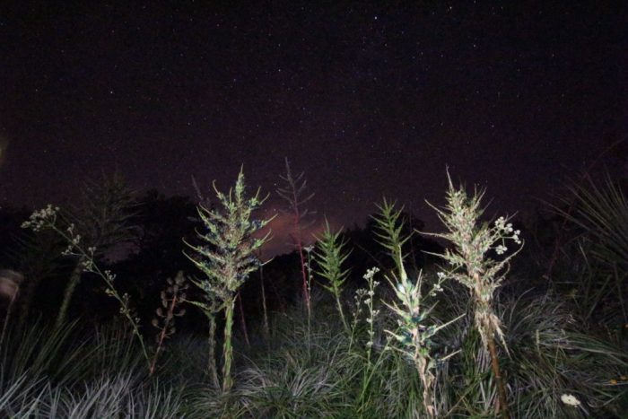 Jardin du Chili, Puya