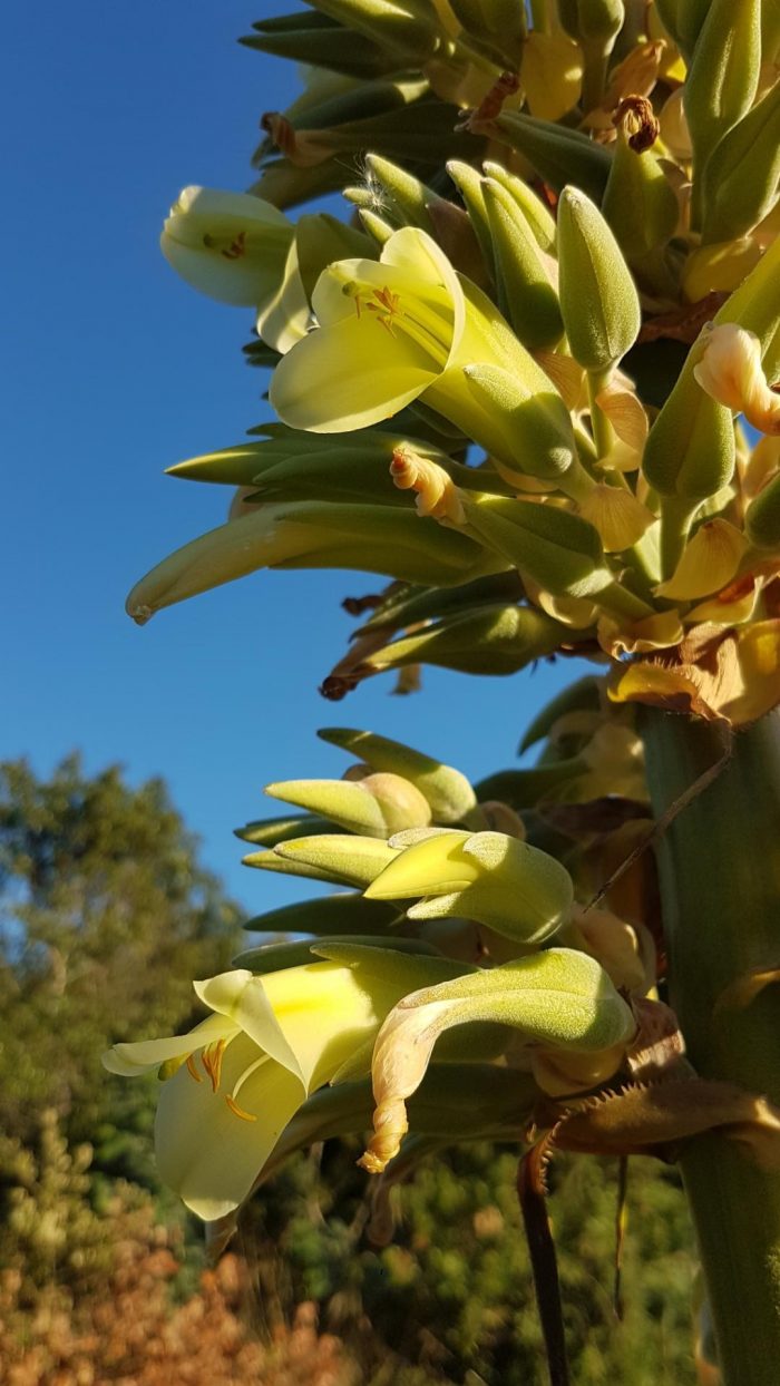 Puya de Bolivie