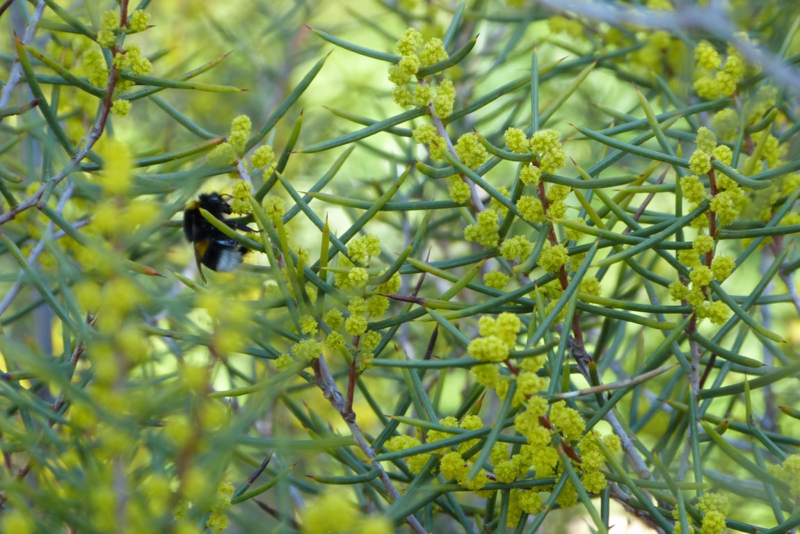 La plante du mois : Un épineux mimosa