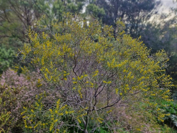 Acacia colletioides