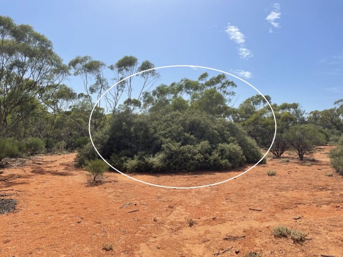 Acacia colletioides en Australie