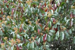 Photinia serratifolia