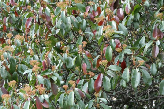 Photinia serratifolia