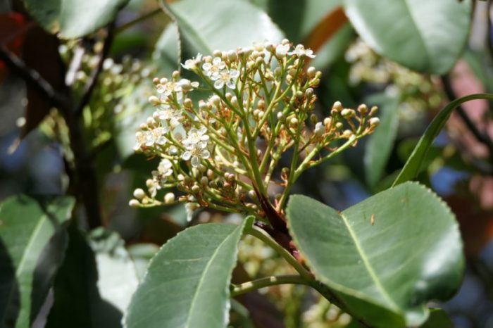 Photinia serratifolia