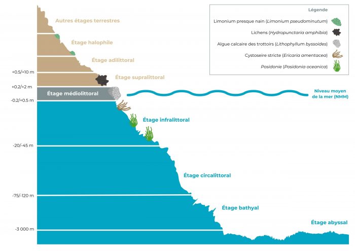 Les étages marins