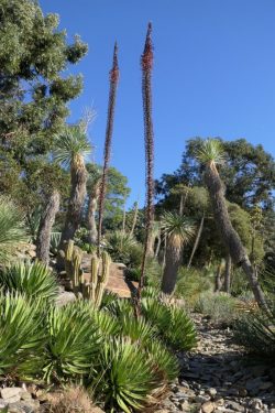 Agave à fils, Jardin d'Amérique aride