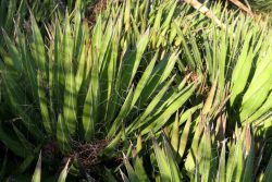 Fils entortillés des marges foliaires