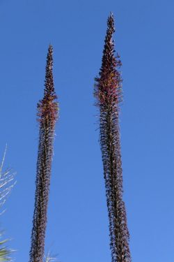 Inflorescenses Agave filifera