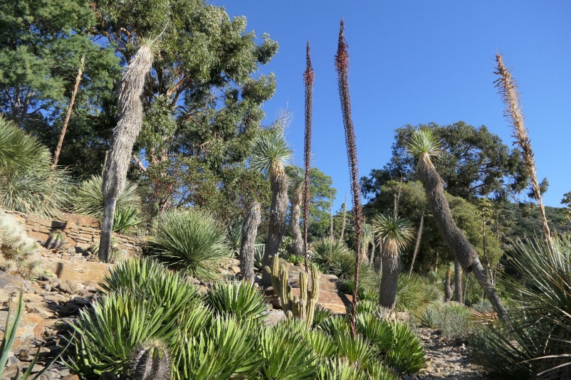 La plante du mois : L'agave filifera - Domaine du Rayol