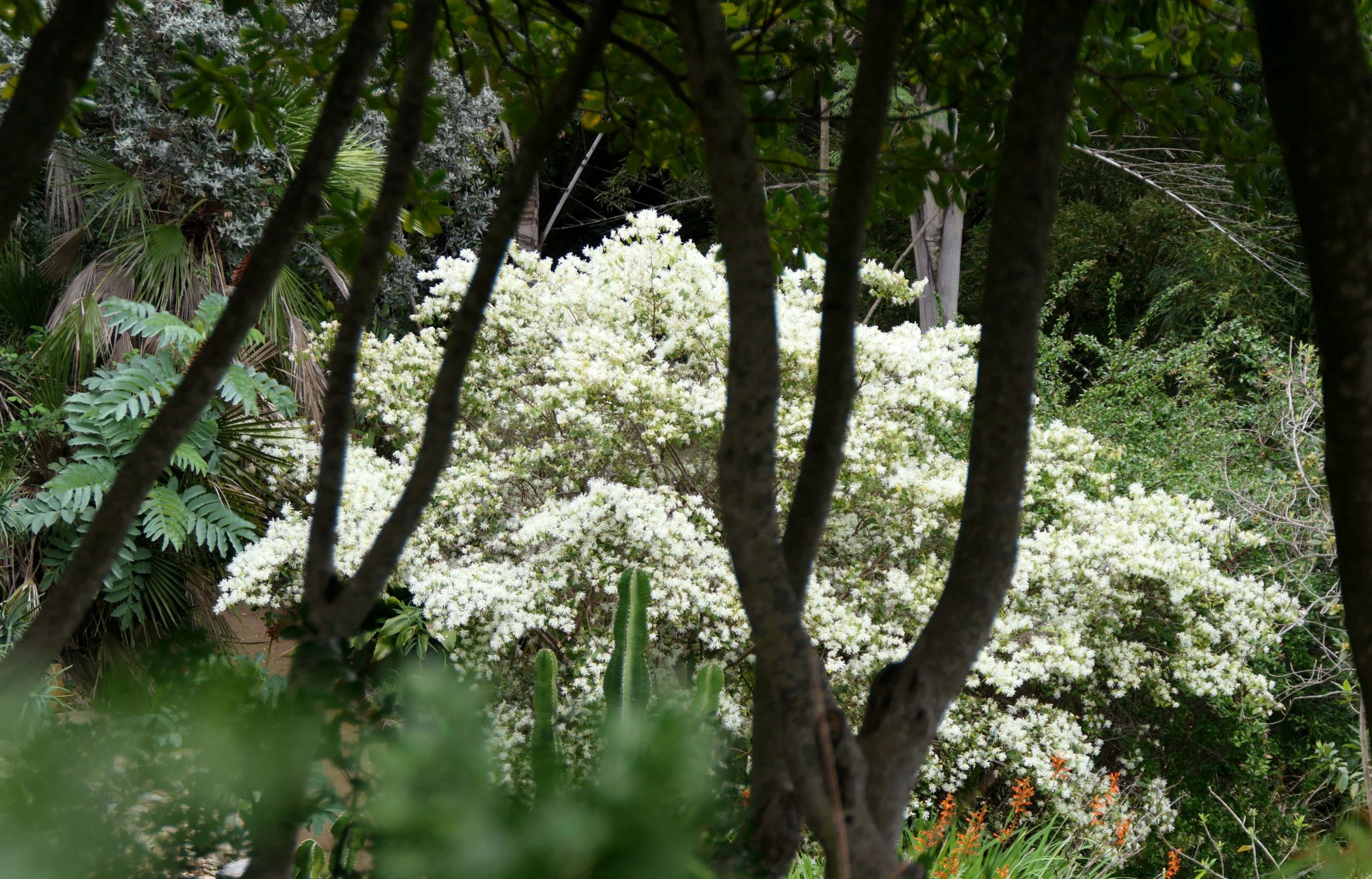 La plante du mois : Neiges de printemps en Asie subtropicale, le loropétale de Chine