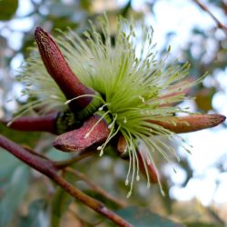 Eucalyptus conferruminata