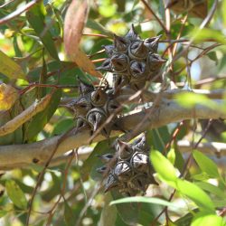 Eucalyptus conferruminata