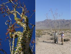 Branche d’ocotillo, Californie, mai 2023