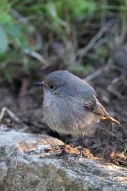 Projet d'inventaire des oiseaux migrateurs dans le cadre de la valorisation du patrimoine naturel