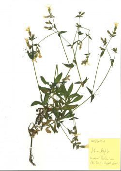 Planche Silene latifolia