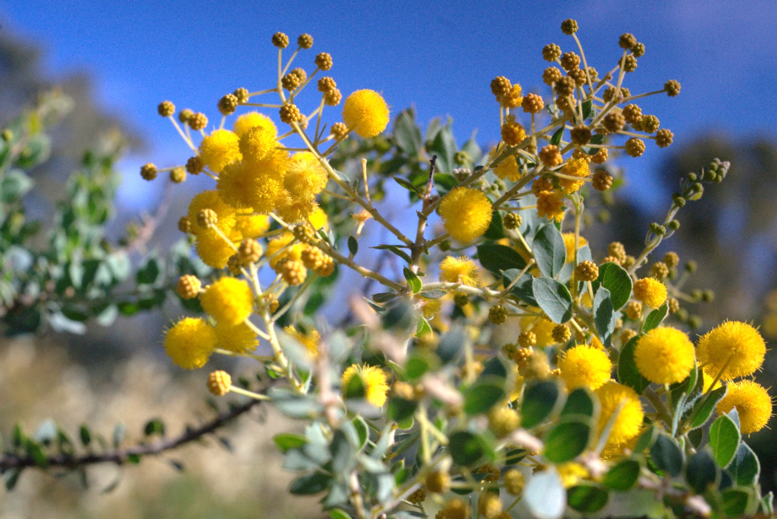 La plante du mois : Fleurir en novembre : l’acacia « à crochet »