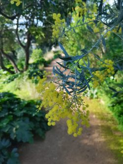 L'odyssée des mimosas