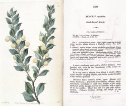 Acacia uncinata