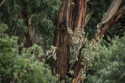 Eucalyptus, Jardin d'Australie