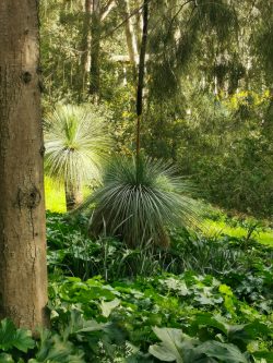 Black boys, Jardin d'Australie