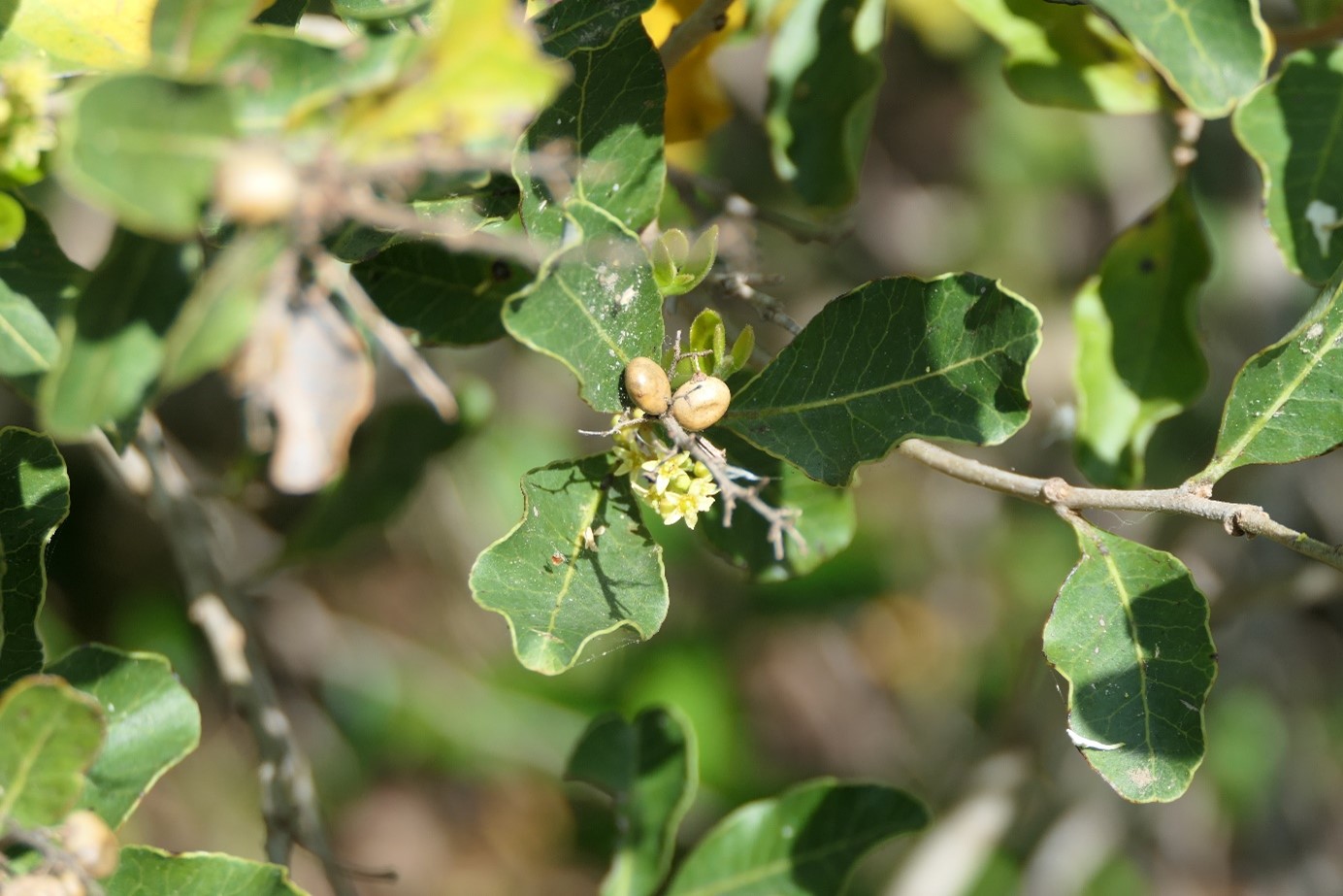 La plante du mois : Vers une esthétique discrète de la sècheresse, l’arbre-litre