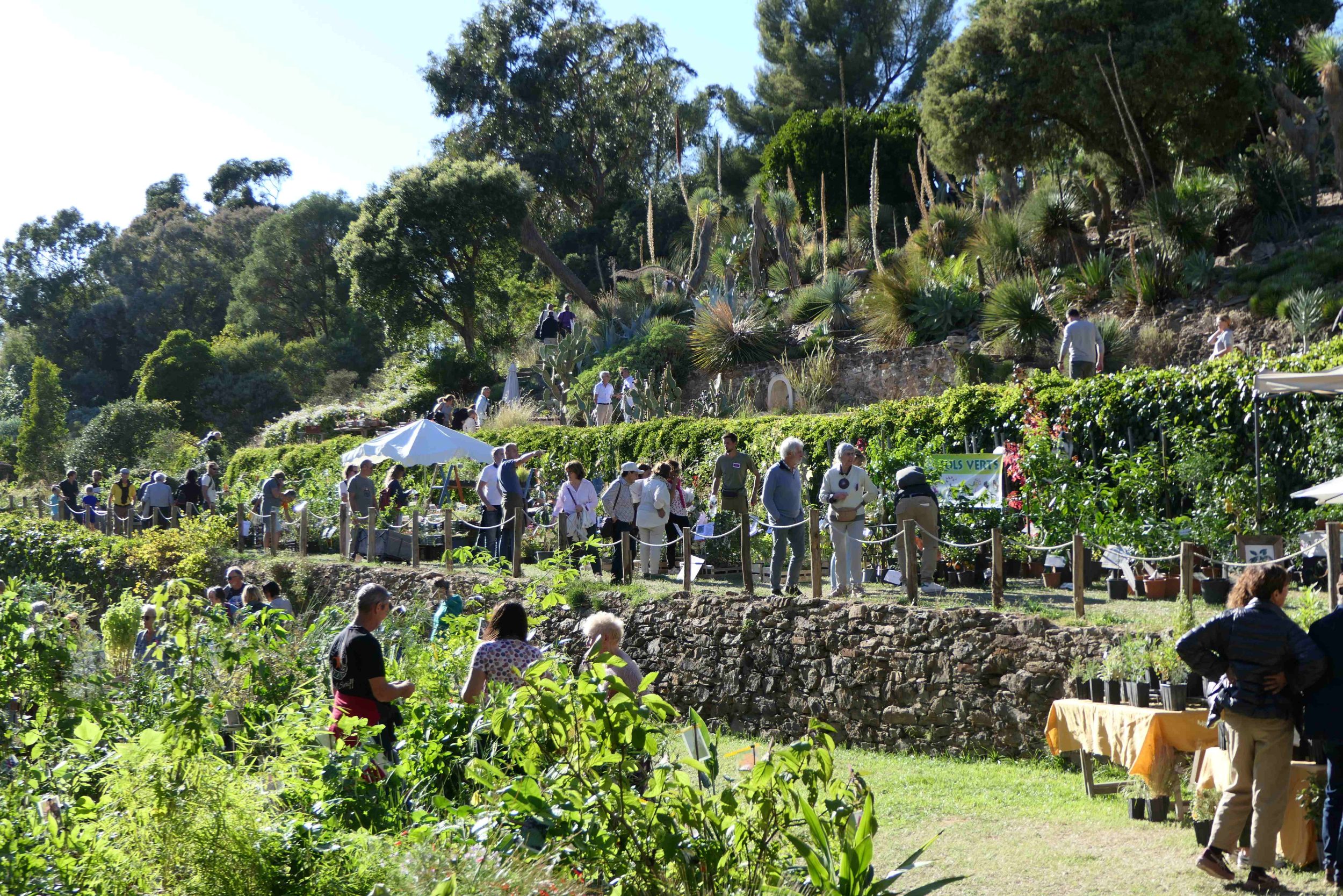Retour sur Gondwana 2025, la Fête des Plantes méditerranéennes