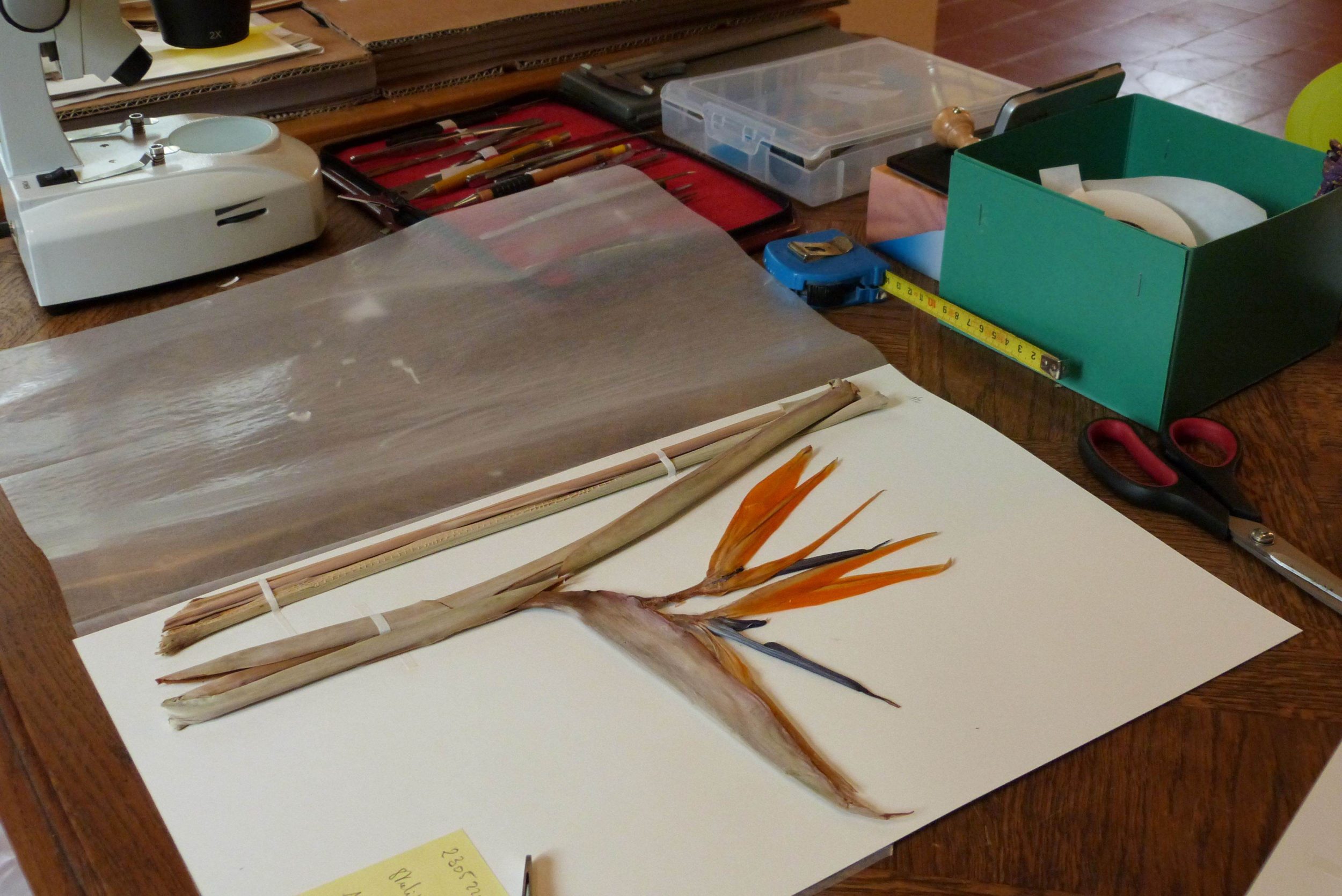 L’Herbier des Méditerranées reconnu par l’Index Herbariorum de New York