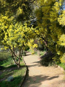 Jardin d'Australie en hiver