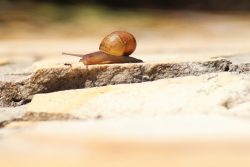Dialogue avec un escargot