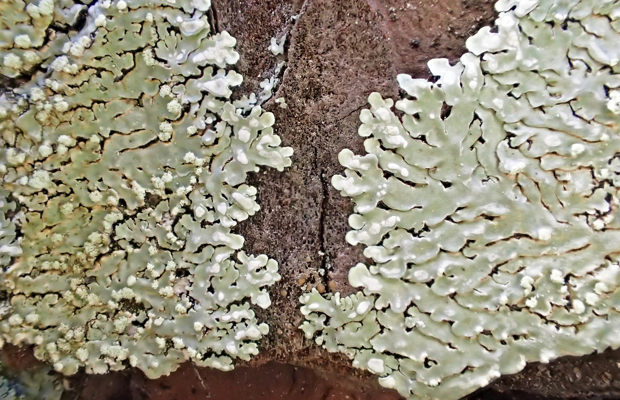 Figure 1. Deux thalles de Pyxine subcinerea sur écorce de pin d’Alep au Domaine du Rayol le 30/12/2025.