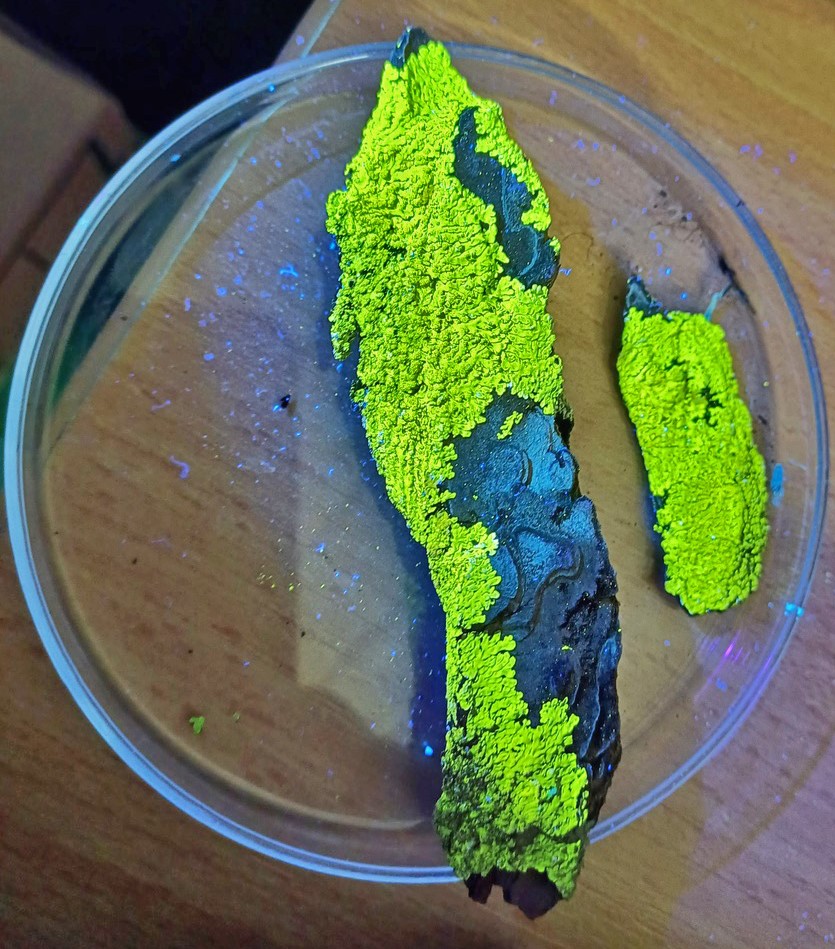 Figure 2. Fluorescence jaune vif sous lumière ultraviolette de Pyxine subcinerea (UV).