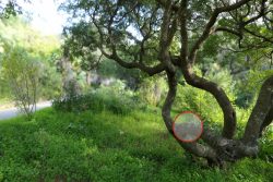 Figure 4. Exemple d’environnement connu de Pyxine subcinerea au Domaine du Rayol en allant vers le restaurant Le cercle rouge représente l’emplacement sur une branche latérale de pistachier lentisque.