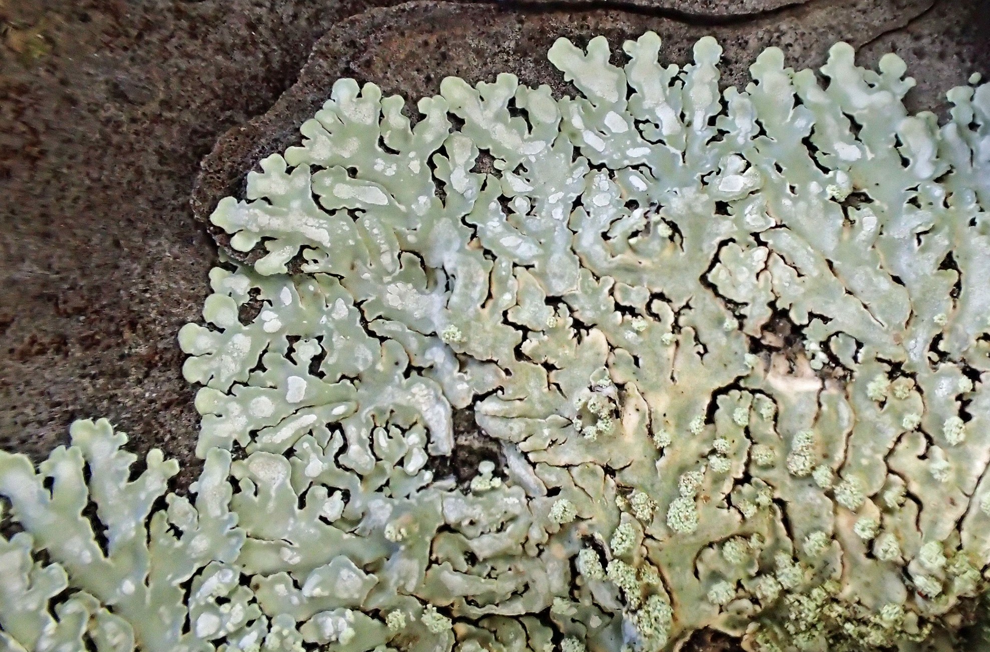 Pyxine subcinerea, un lichen tropical nouveau pour la France continentale