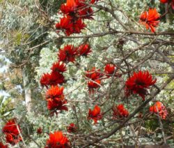 Floraison d'Erythrina lysistemon - Domaine du Rayol